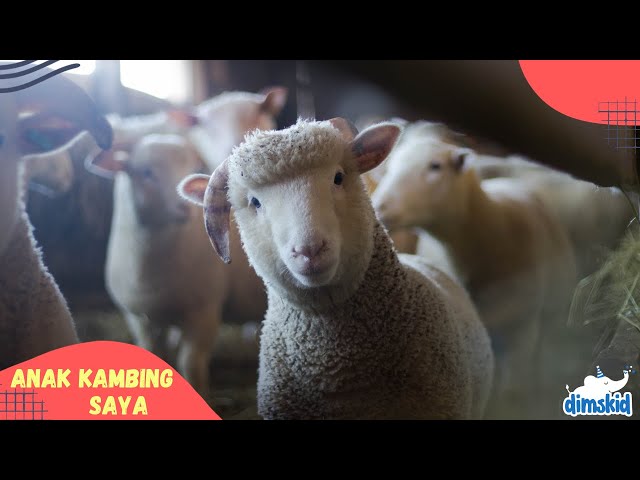 Lagu Anak Anak - Anak Kambing Saya ( Caca Marica ) class=