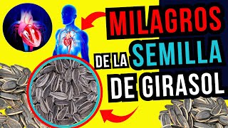 Semillas de girasol: consejos para un consumo saludable #nutrición #semillasdegirasol