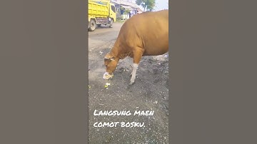 Sapi makan nasi kuning. #shorts