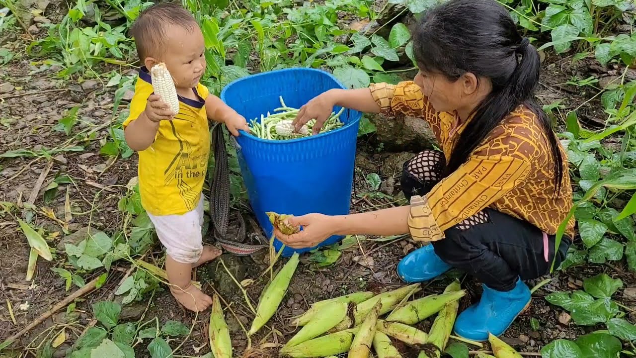 Harvesting black beans for sale meets pregnant women in the street