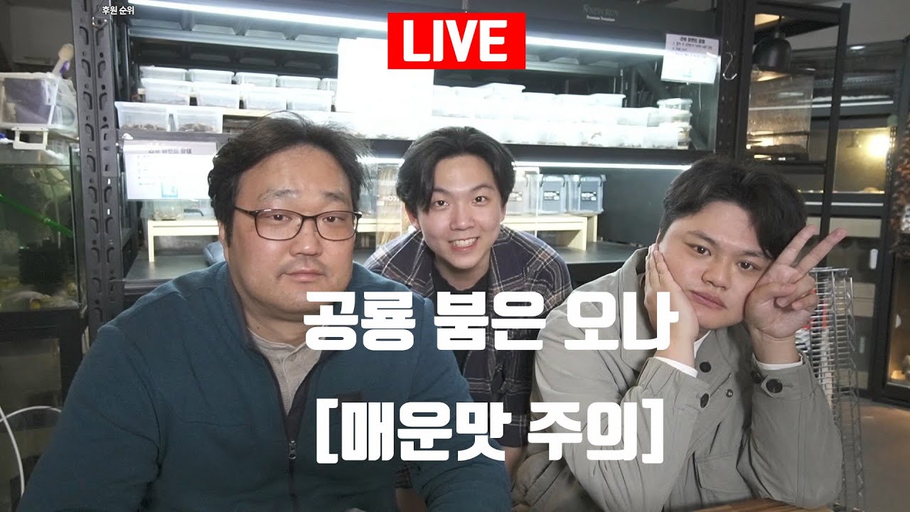 윙다이노 & 낭게코 & 삼씨네 라이브 / 공파박 관파박 파동 파충류 행사