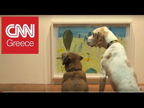 Βίντεο: Και ο μεγάλος νικητής του διαγωνισμού κοστουμιού Απόκριες σκύλων μας είναι 