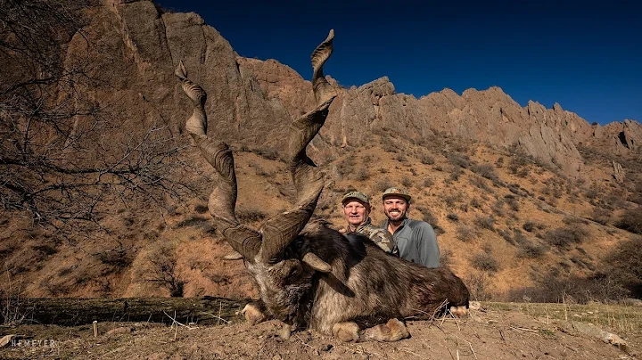 Tajikistan - Markhor / Urial / Marco Polo