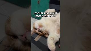 Suara Vege Vege 😭😱