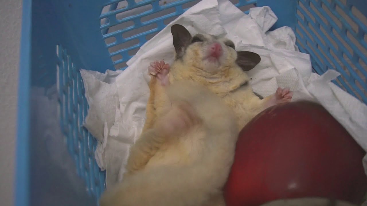 Big apple for sugar gliders - YouTube