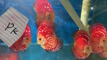 Red Panda - cá dĩa