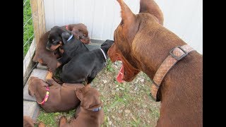 Doberman DAD meets his 7 puppies for the first time!