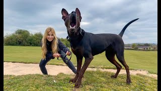 THE CHINESE RED DOG  ( Laizhou Hong ) Better than the Dobermann Pinscher? Laizhou Hong 莱州宏