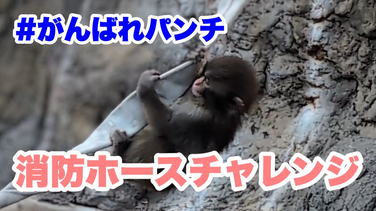 パンチくん、消防ホースチャレンジ（Punch-kun, Fire Hose Challenge