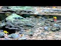 Aquarium small Fish Dancing #aquariumfish #fish