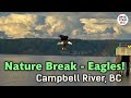 Nature Break - Multiple Bald Eagles + Baby Deer Hopping in the Estuary Grasses  :)
