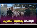 تبسة الدرك الوطني ببكارية يحجز 85 رأسا من الماشية كانت موجهة للتهريب تبسة الدرك الوطني ببكارية يحجز 85 رأسا من الماشية كانت موجهة للتهريب