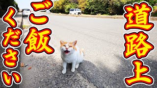 道路上でご飯くださいと鳴いてゴロンゴロンするいかつい顔の猫にご飯をあげたら甘えてきた さくらねこへの給餌 地域猫ボランティアさん急逝後に火事エリア 癒され野良猫動画 感動猫動画