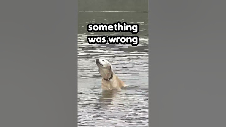 Owner Saves Pet Dog from Lake 👏
