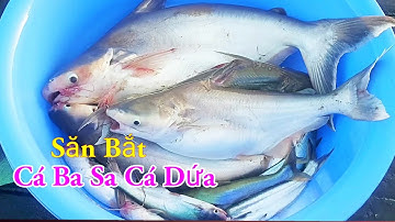 Săn Bắt Cá Ba Sa Cá Dứa Câu Mồi Độc Lạ Nhất Miền Tây Sông Nước / Kiềm Rapper