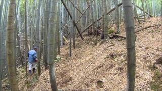 新野の筍（竹林の整備20150324）