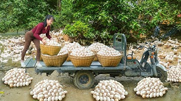 Harvested Over 1000 Duck Eggs from Ducks Farm - Use Truck to Transport Many Ducks Eggs Go To Sell