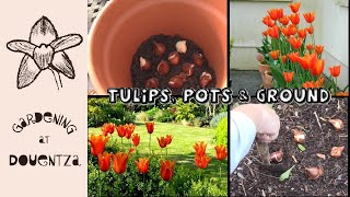 How to Plant Tulips in the Ground & in Pots for Sumptuous Spring Displays || Quick & Easy Guide