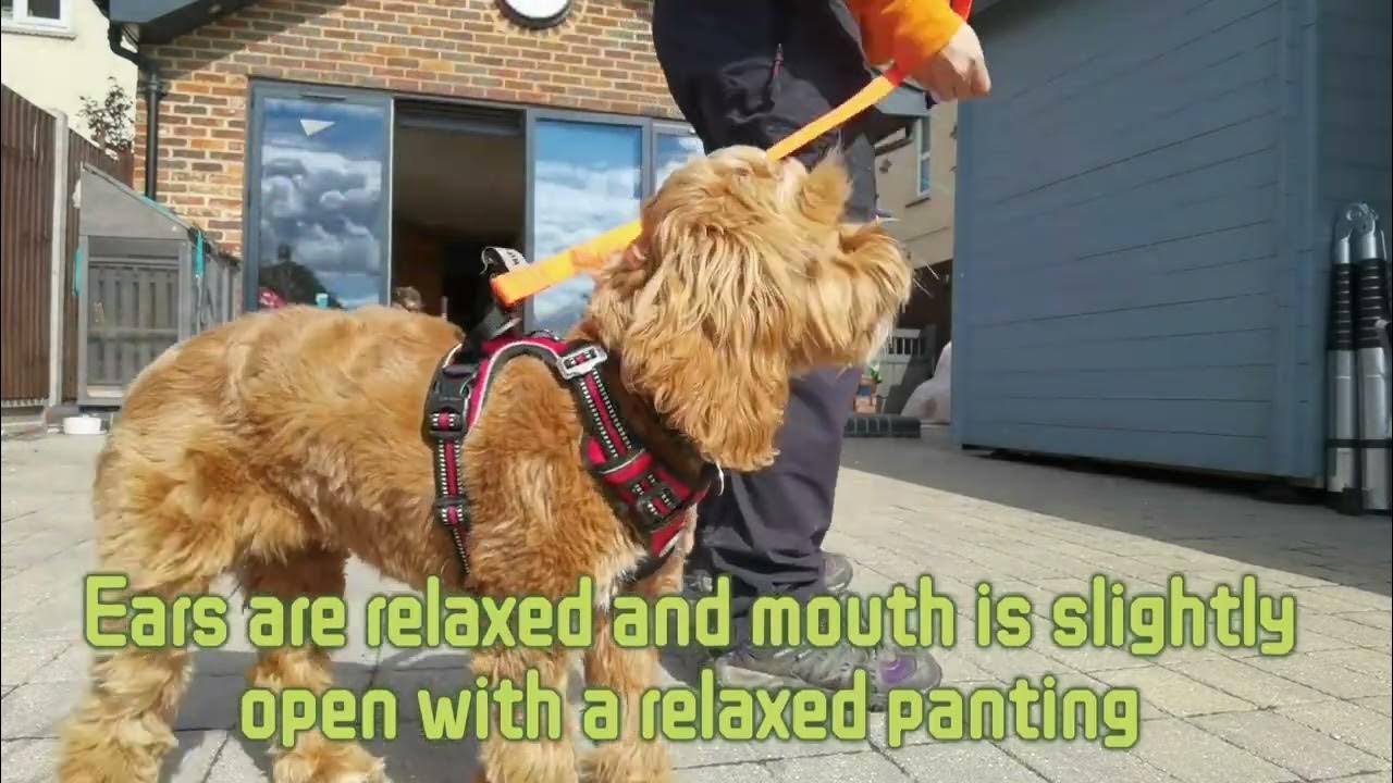 Beginners guide to puppy training YouTube