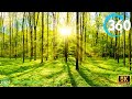 4k virtual nature 360  meditation  relaxing music no copyright 432hz