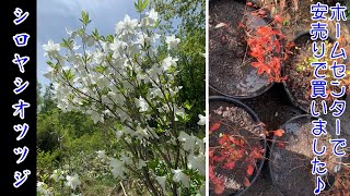 ホームセンターの安売りで買いました！好きな木のシロヤシオツツジです！花も紅葉も綺麗です Rhododendron quinquefolium Azalea ゴヨウツツジ　BONSAI 盆栽　植木　庭木