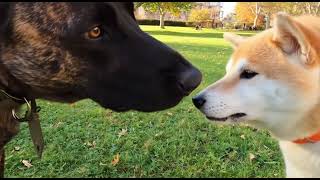 Hilarious Dog Meeting For The First Time Desi Puppies Encounter