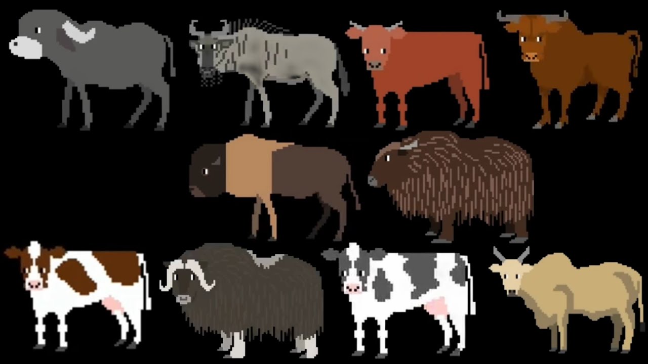 Cattle - @TheKidsPictureShow 