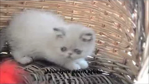 Video 1239721: exotic shorthair blue, exotic lynx, blue lynx point