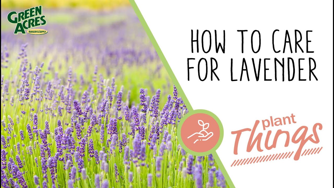 Lavender Care and Tips