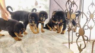 Tibetan mastiff puppy male vs female Big Hard Lion Hard pet for sale in Delhi Gurgaon (08750568063)