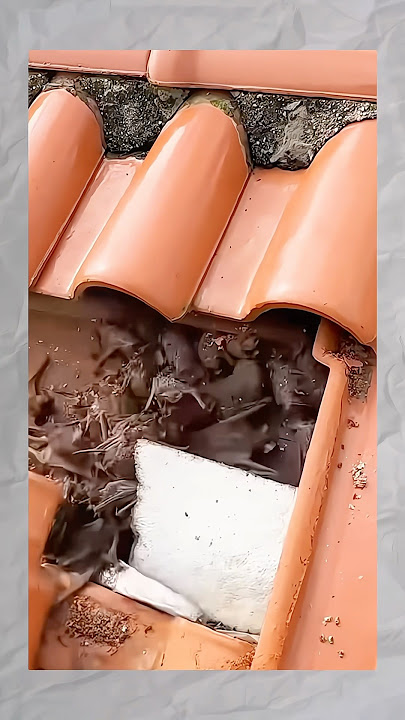 EVERY NIGHT THE ROOF TILES OF THE HOUSE ARE NOISY, SO THIS IS WHAT'S IN THEM😳 #youtubeshorts