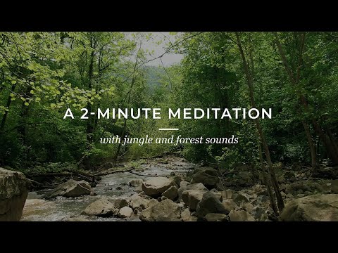 A 2 MINUTE MEDITATION With The Sound Of The Jungle And Forest 