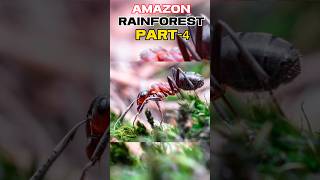 Amazon Jungle Ant Facts Hindi Mein | #shorts #ytshorts #amazingfacts