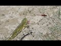 Incredible frog attacks on dragonflies / Unglaubliche Froschangriffe auf Libellen