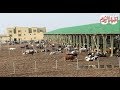 أخبار اليوم بنك الطعام يفتتح مزرعة جديدة للإنتاج الحيواني 