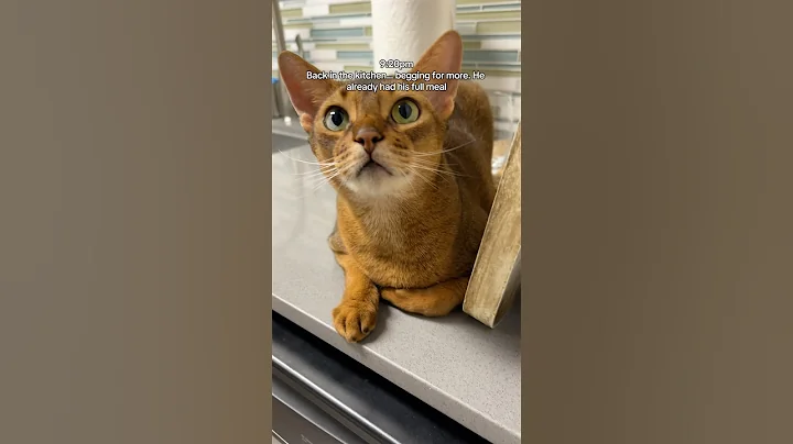 Video 9638431: cat pets abyssinian, abyssinian kitten cat, abyssinian kitten funny