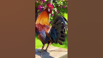 gà rừng tai trắng cực đẹp bên vườn hoa  #gàrừng #ayam #bẫygàrừng  #trending #allahuakbar #animals