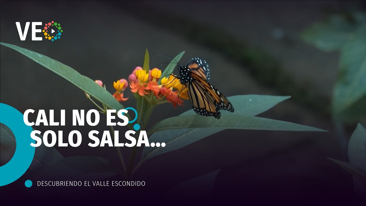 Mariposas, Bosque Seco y Yoga al Aire Libre | Descubriendo El Valle Escondido #3