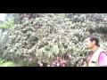 Ãrboles frutales  - Mango - www.viverochaclacayo.com.pe