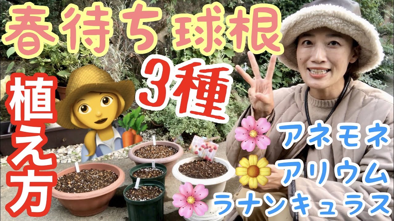 【春待ち球根】気温が下がった！よ〜し今植えよう🤗/ アネモネ・ランキュラス・アリウム / 植え時期・球根の前処理・向き・被せる土の厚さなど詳しく解説 / 今植えて、来春に満開の花🌸【ガーデニング】