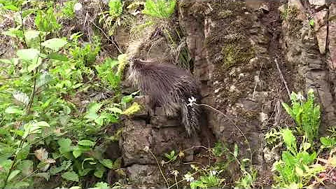 Beautiful Relaxing Hymns, Peaceful Instrumental Music, Quiet Spring Morning Sunrise