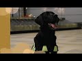 Meet Lacy, a Canada Border Services Agency detector dog