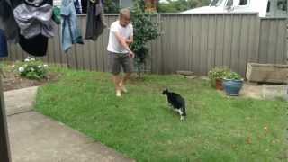 Cat Attacks (with Slow-Motion)