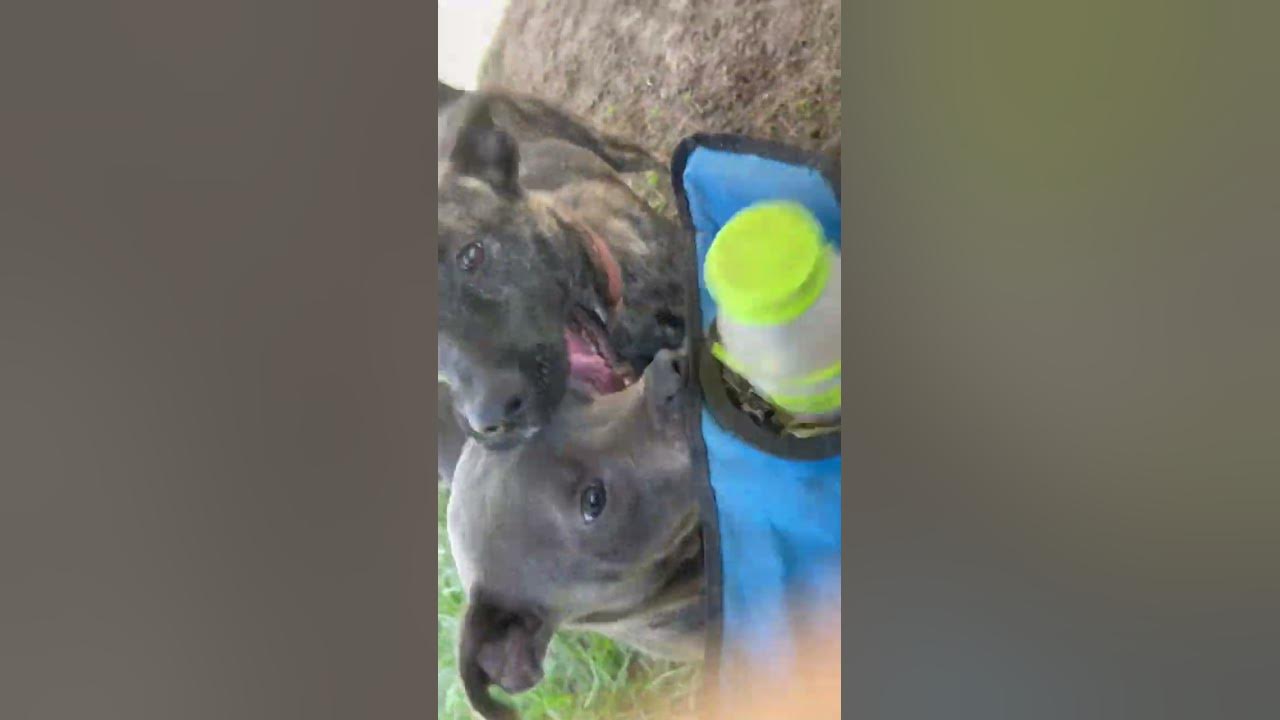 Lucky Dog Animla Rescue's F Puppies & Chloe Are So Cute - YouTube