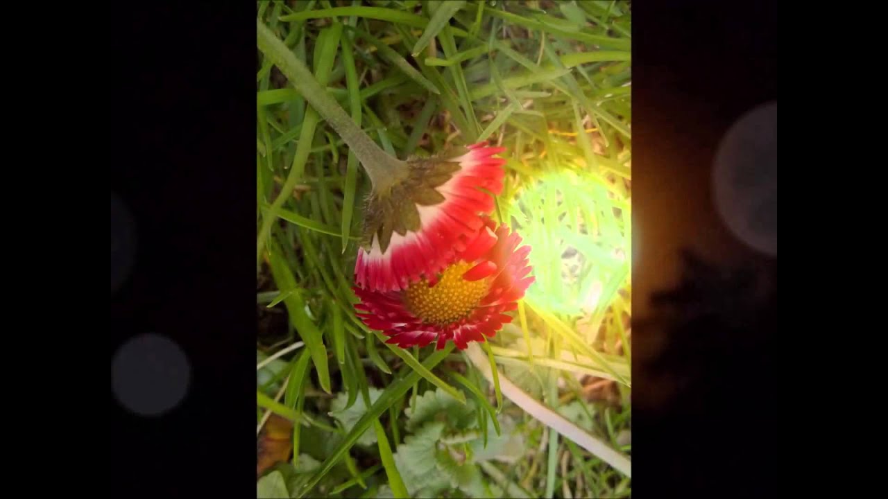 Willie Nelson & Shirley Collie ~Together~