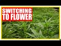 Do These Things When Switching to the Flower Cycle