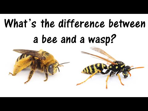 Video: Kuo Vapsva Skiriasi Nuo Bitės