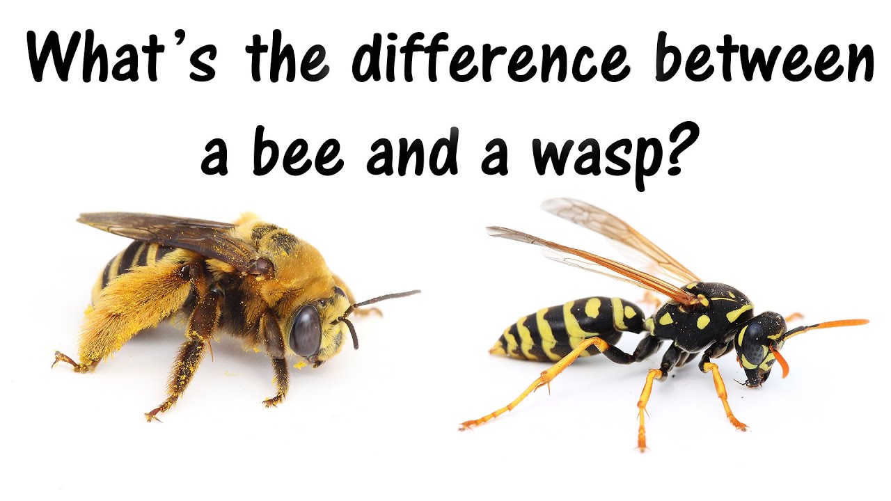 What's the difference between wasps and bees? - YouTube