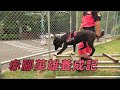 【搜救犬】赤腳英雄養成記｜(我們的島 第1073集 2020-09-21)