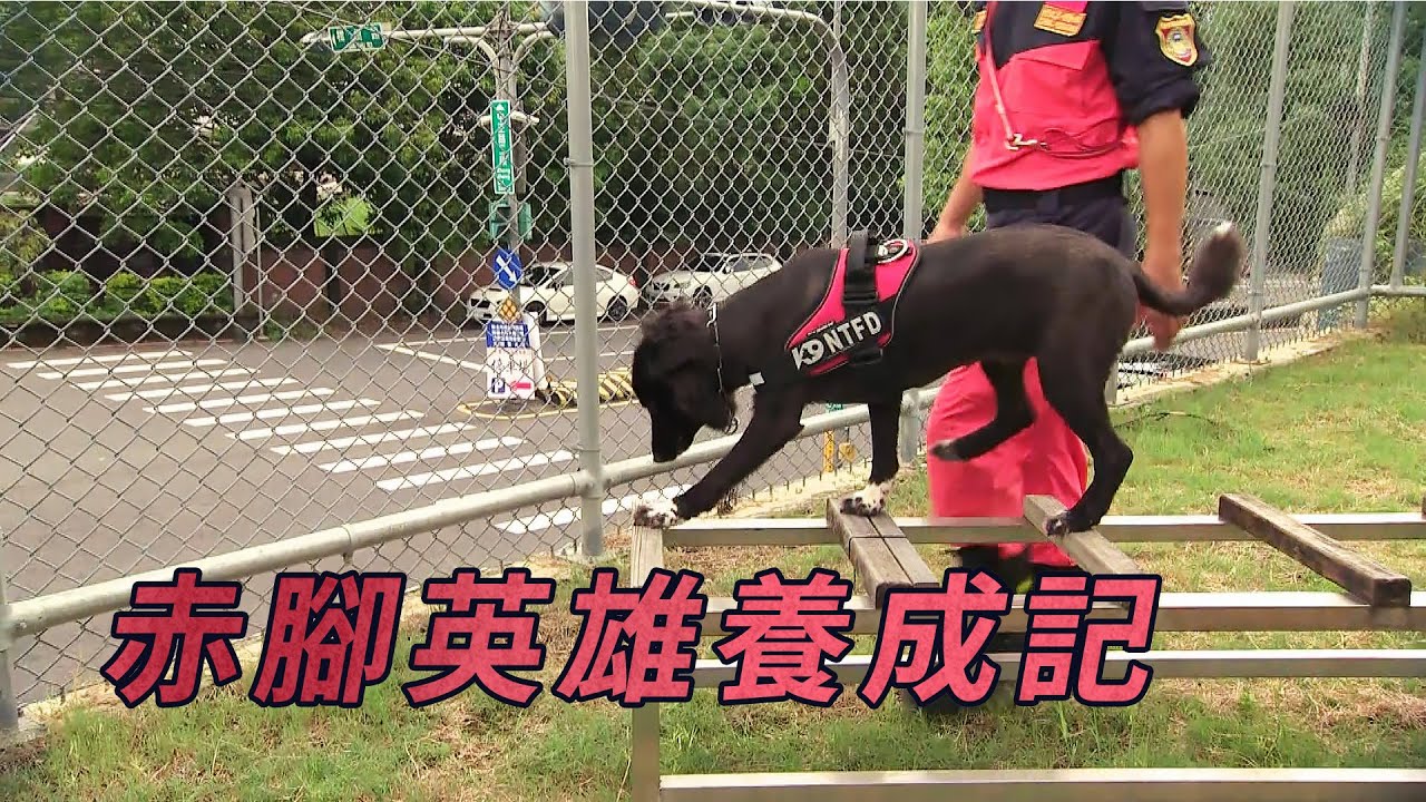 台灣如何培訓搜救犬？｜關鍵救命時刻的好幫手｜赤腳英雄養成記 (公視我們的島 第1073集 2020-09-21)